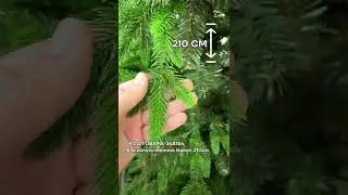 Обзор елочного базара в "Мегастрой"🎄#shorts