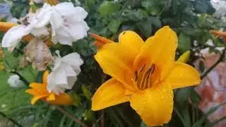 Galaxy Note8 Camera Samples