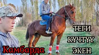 ТЕГИН АЙТАМ ⭐️КАМБАРДЫН АТЫ 🔥31 октября 2024 г.