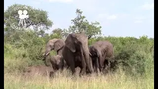 A herd of elephants taking a mud bath