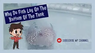 What to do if your fish is sitting at the bottom of the tank??? - complete solution