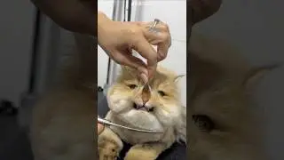 WHAT HAPPENS IF YOU ACCIDENTALLY CUT OFF A CAT'S WHISTLES 