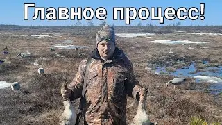 Весенняя охота на гуся.Охотимся на болоте.