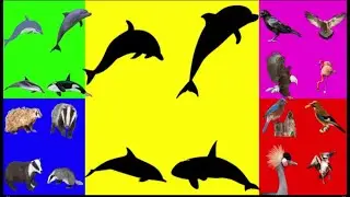 حيوانات اختار الحيوان مثل دولفين و عصفور و صقر و نسر  Farm Animals Choose