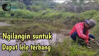 HIBURAN SORE MANCING LELE DI LONDANG DEKAT RUMAH
