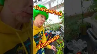 Хищные Растения 🍀 Кормёжка Таракашками 🥰 