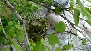 Rufous Hummingbird Nest & Eggs Englishman River 5.16.16