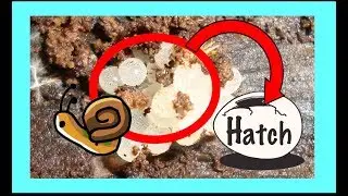 My snails eggs hatched!!!!  fast???