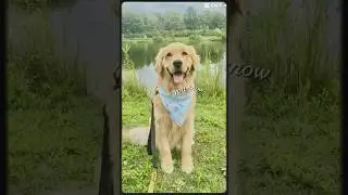 Love you SO 🥹🫶 Dog soulmate - Cute Golden Retriever #dogmom #doglove
