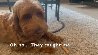 Dog is stealing my food!