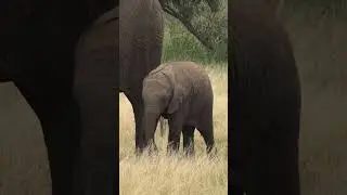 Babies of Animals