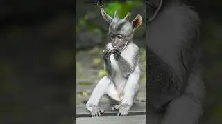 monkey to goat.....