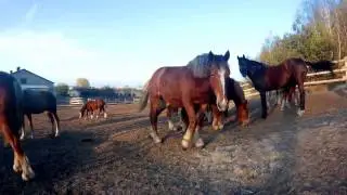 Табун тяжеловозов|Закат|Соломахино Ранчо