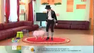 Свиньи. Почти как люди.