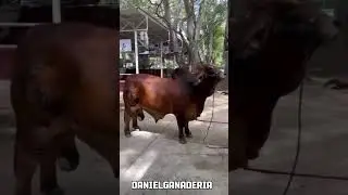 Toros Brahman rojo puro 🐮