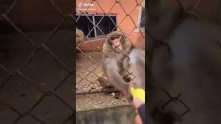 ОТДАЙ БАНАН - #shorts