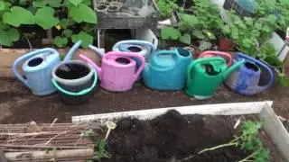 Я высаживаю томаты таким методом   17 апреля 2017 года