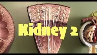 Kidney 2
