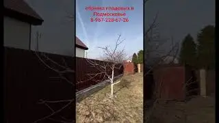 обрезка черешни и современные приемы