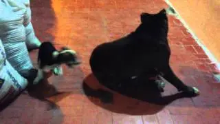 Sanção Brincando com o Pingo