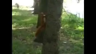 Белка убегает от камеры