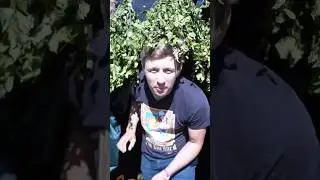 Фестиваль бани