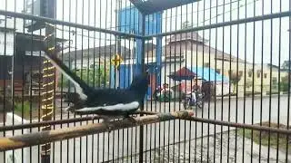PANCINGAN KACER TARUNG GACOR EMOSI TINGGI BIKIN KACER ANDA EMOSI KONSLET DAN FIGHTER