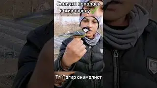 а вы ловили птиц? #рекомендации #природа #птица #синица #рогатка