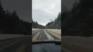 арки из деревьев