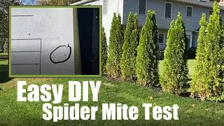 Easy DIY Spider Mite Test