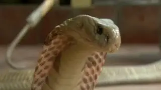 Eating Snake in Vietnam