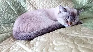ЗлатулЁнышЬ спит