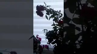 Гигантские Роза кардана  из " Пятерочки" 3 месяца с момента  покупки.