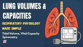 Lung Volumes & Capacities Explained Clearly with Diagrams