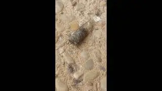 Giant Cicada