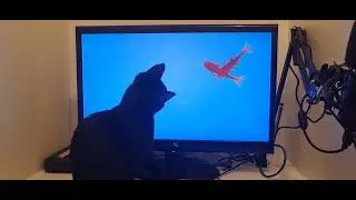 Freddo the cat catching fishies