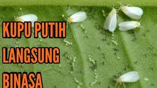 INSEKTISIDA PEMBASMI WERENG DAN KUPU PUTIH PALING AMPUH DAN MURAH MERIAH