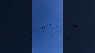 Курсаки, белобородые, жуки