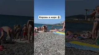 В черном море с людьми купаются коровы 🤦‍♀️🗿