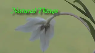 Natural Things