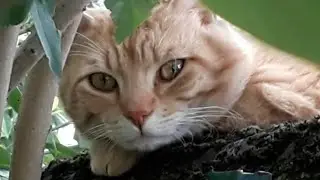La cachette de Mr Rouquin 🐈