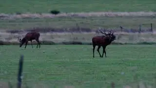 Edelherten bronst 2020 Belgische Ardennen........