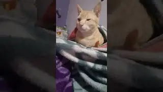 bro is smelling something fishy #cutecat #love #goldy #funnyvideo #youtubeshorts