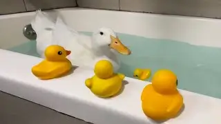You’re Not Supposed To Watch Me In The Bath