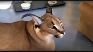 Гоша скажи кар....