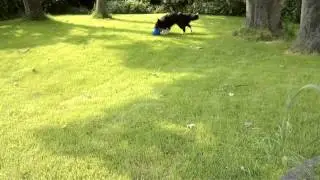 Brac plays football...or should I say, nose ball? ;-)