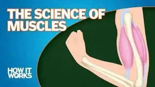 The Science of Muscles