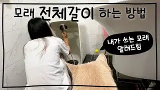 모래 전체갈이 하는 방법 (벤토 버리는 방법, 모래 추천, 화장실 추천)