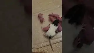 Desenvolvimento das ratazanas
