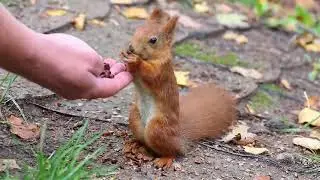 САМЫЕ  НЕНОРМАЛЬНЫЕ ЖИВОТНЫЕ